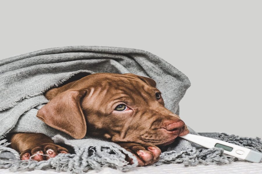 Comment savoir si mon chien a des vers ?