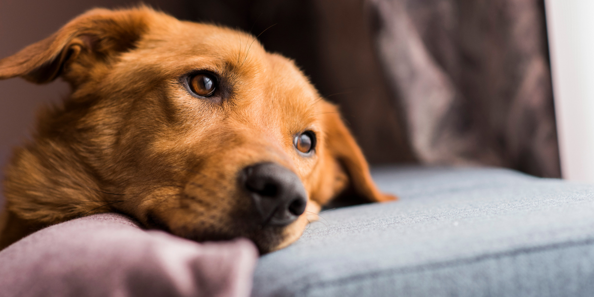 Anxiété de séparation chez le chien : symptômes, causes et solutions