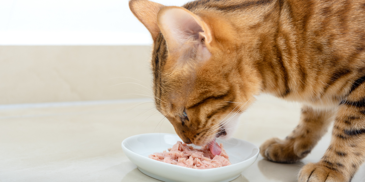 Digestion du chat : combien de temps dure-t-elle et comment l'aider ?