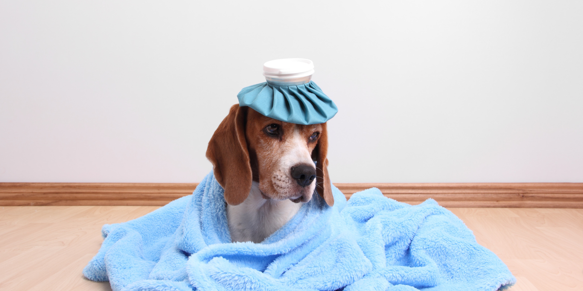 Température du chien : fièvre ou température normale ?