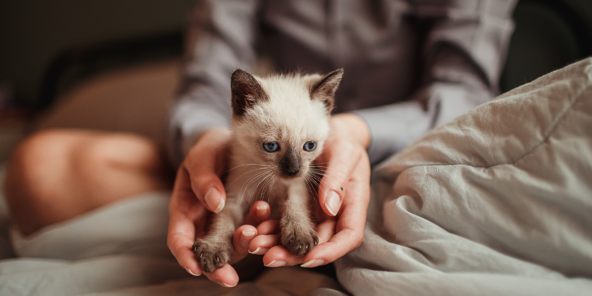Comment s'occuper d'un chaton ? Le guide complet pour bien débuter