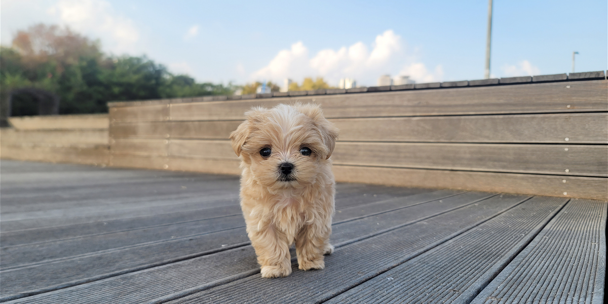 Comment accueillir un chiot à la maison ?