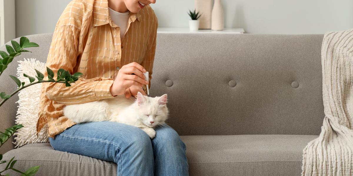 Antiparasitaire chat : protéger votre félin des puces, tiques et vers