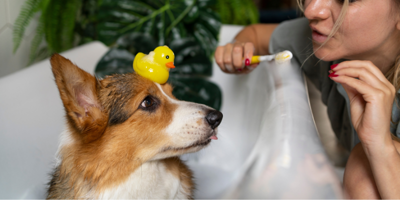 Mon chien a mauvaise haleine : que faire ?