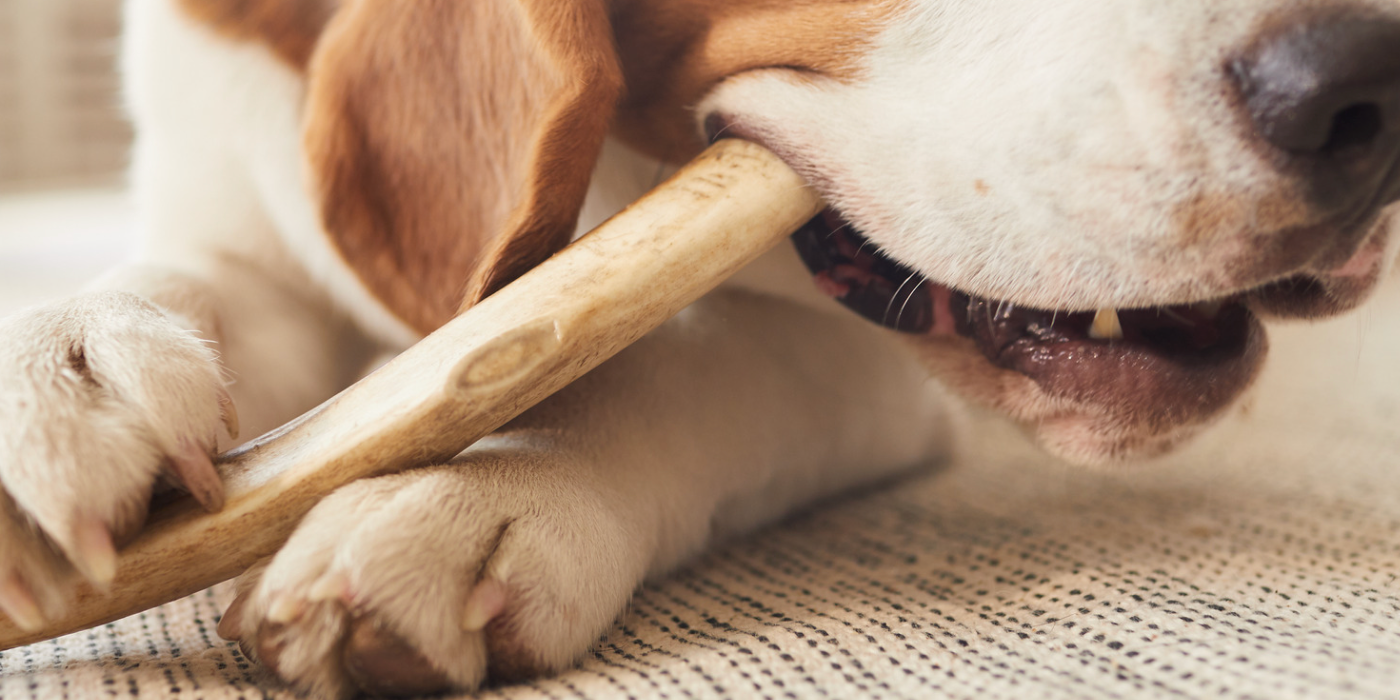 Comment choisir la mastication idéale pour votre chien ?