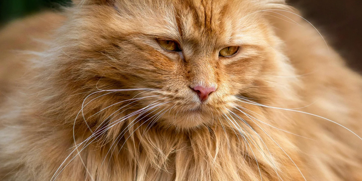 Les secrets pour un pelage sain et brillant chez le chat