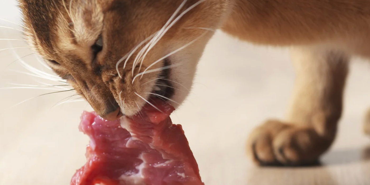 Les besoins nutritionnels spécifiques du chat : tout ce qu'il faut savoir