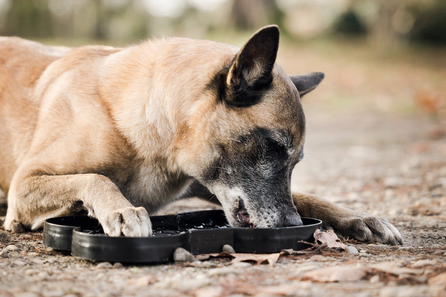 Les bienfaits de l'activité de léchage