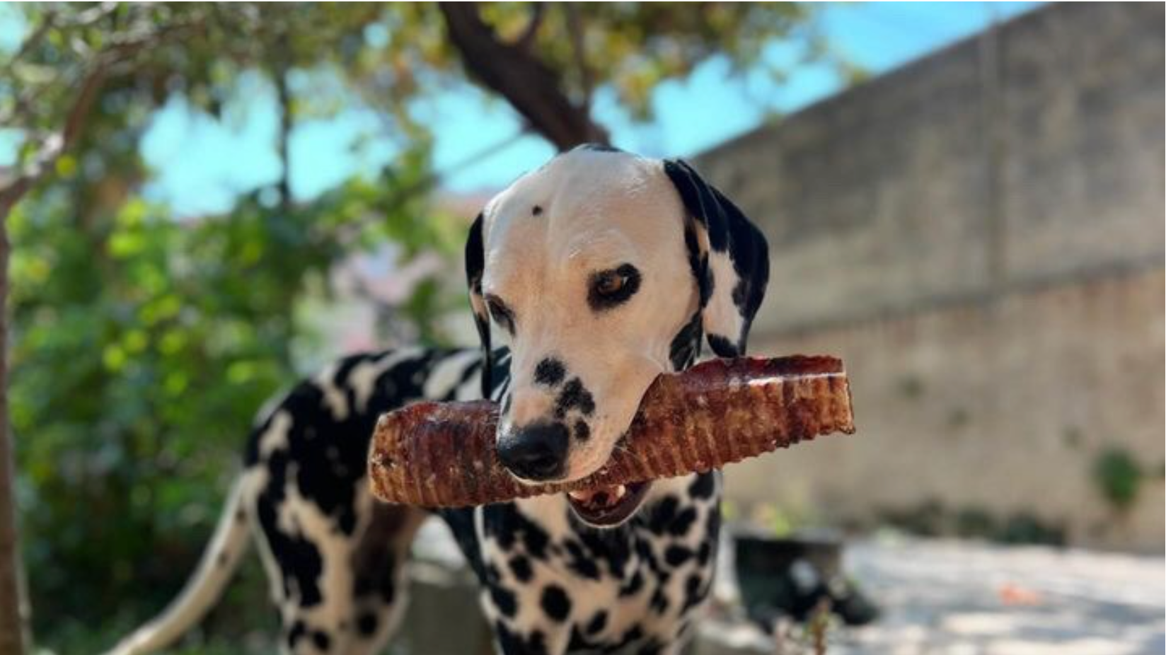 Boeuf