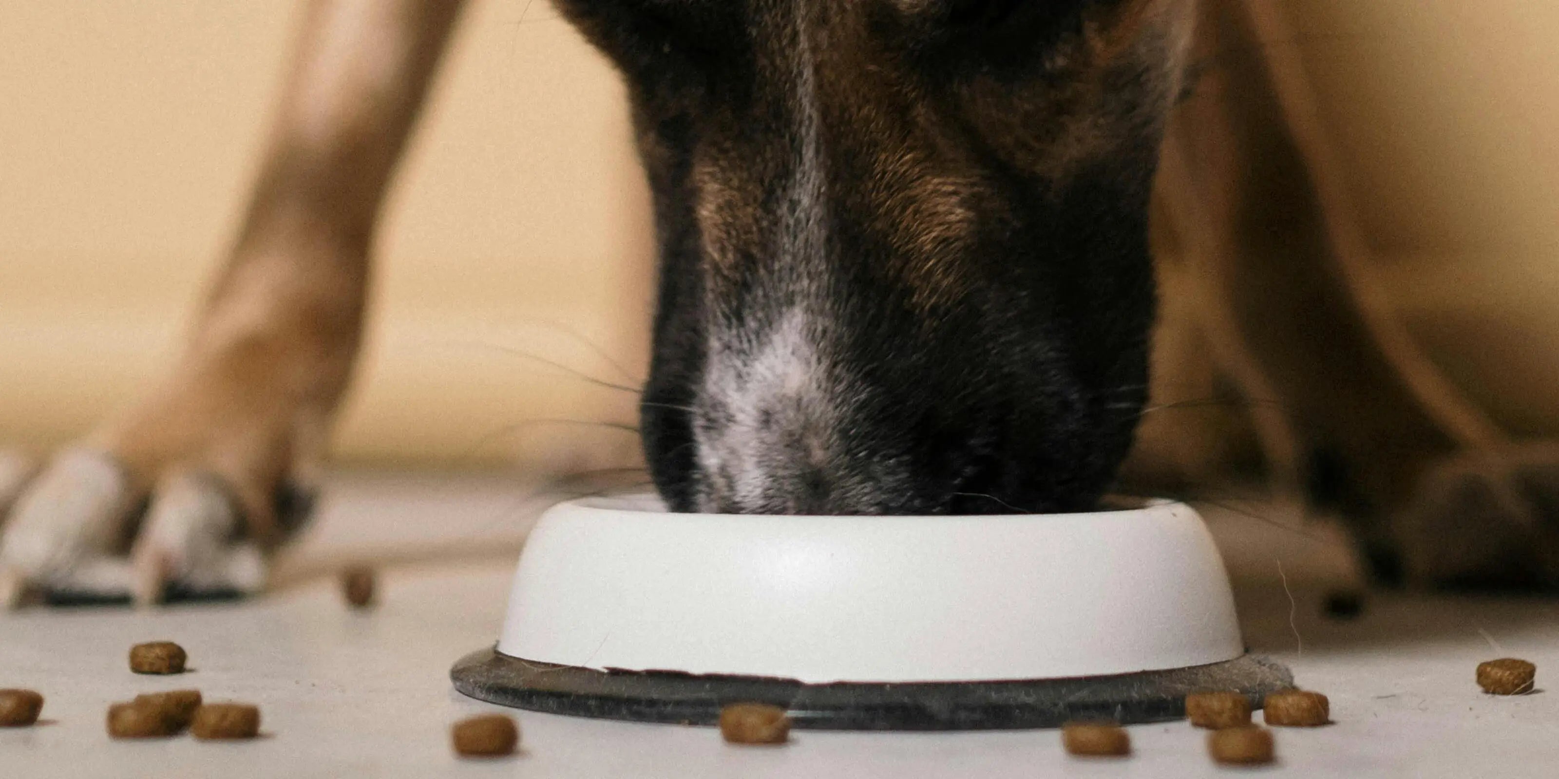 Alimentation du chien