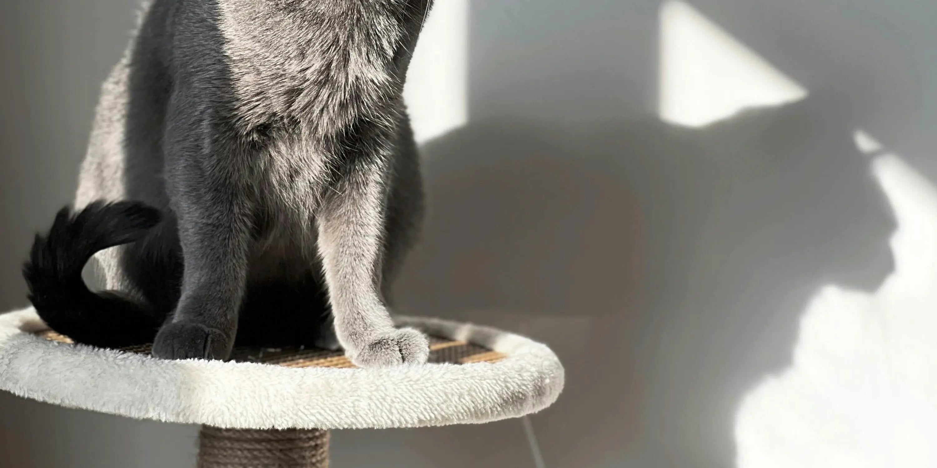 Griffoirs et Arbres à chats