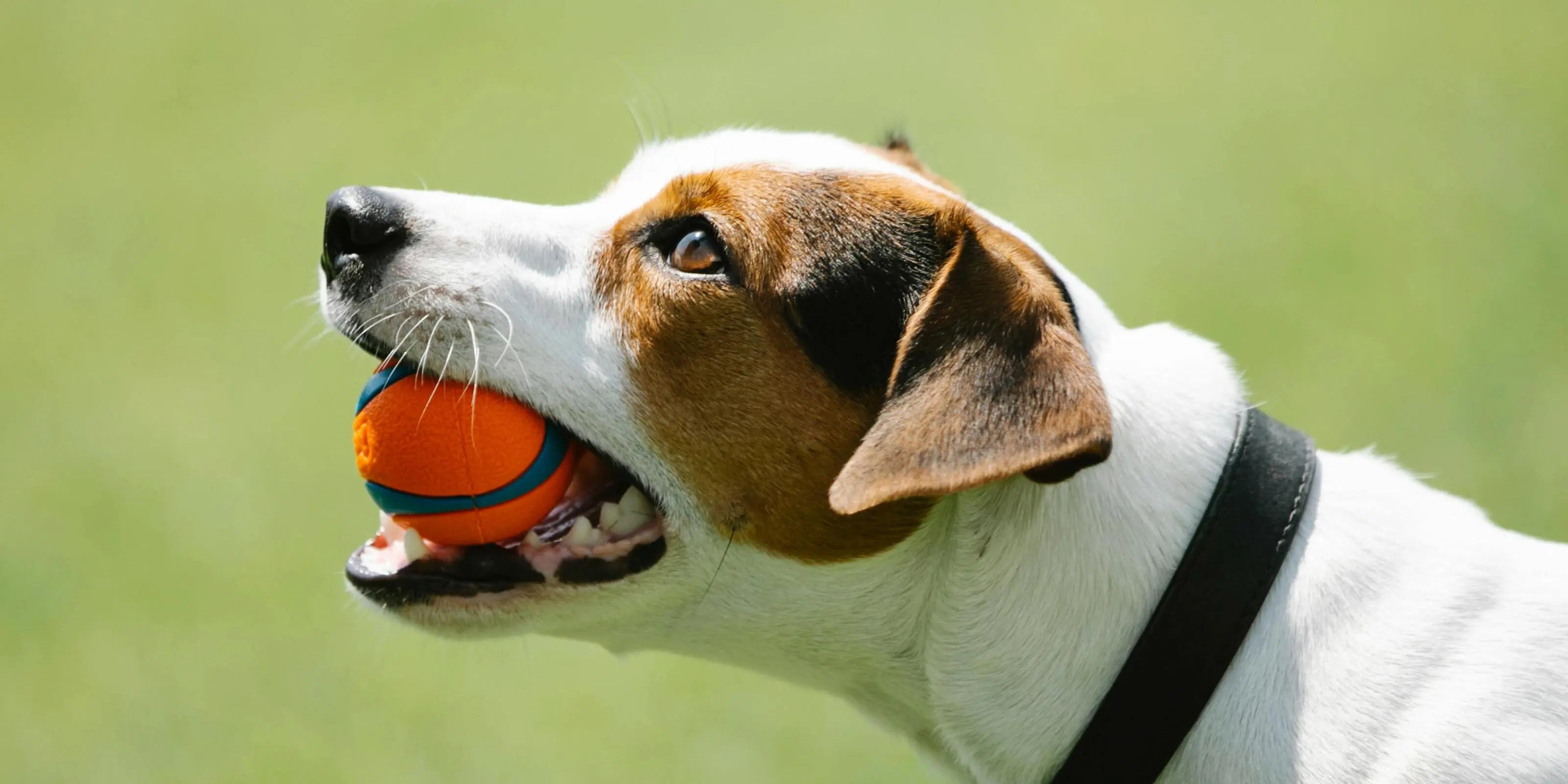 Balles, Cordes, jeux