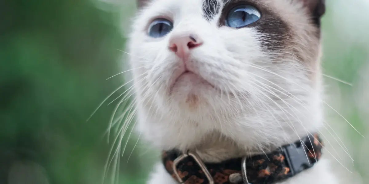 Colliers, harnais et laisses pour chats