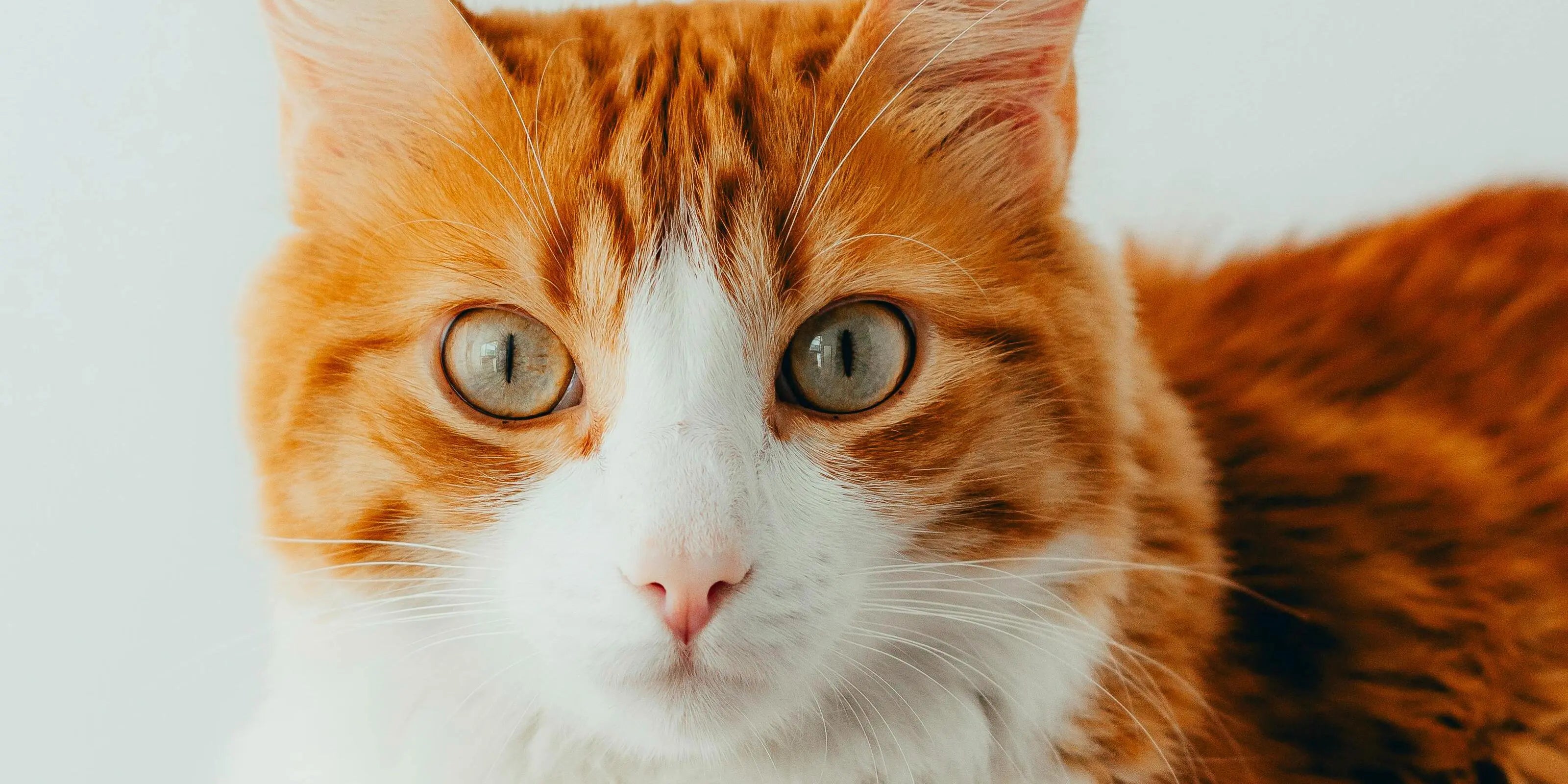 Compléments alimentaires pour chats