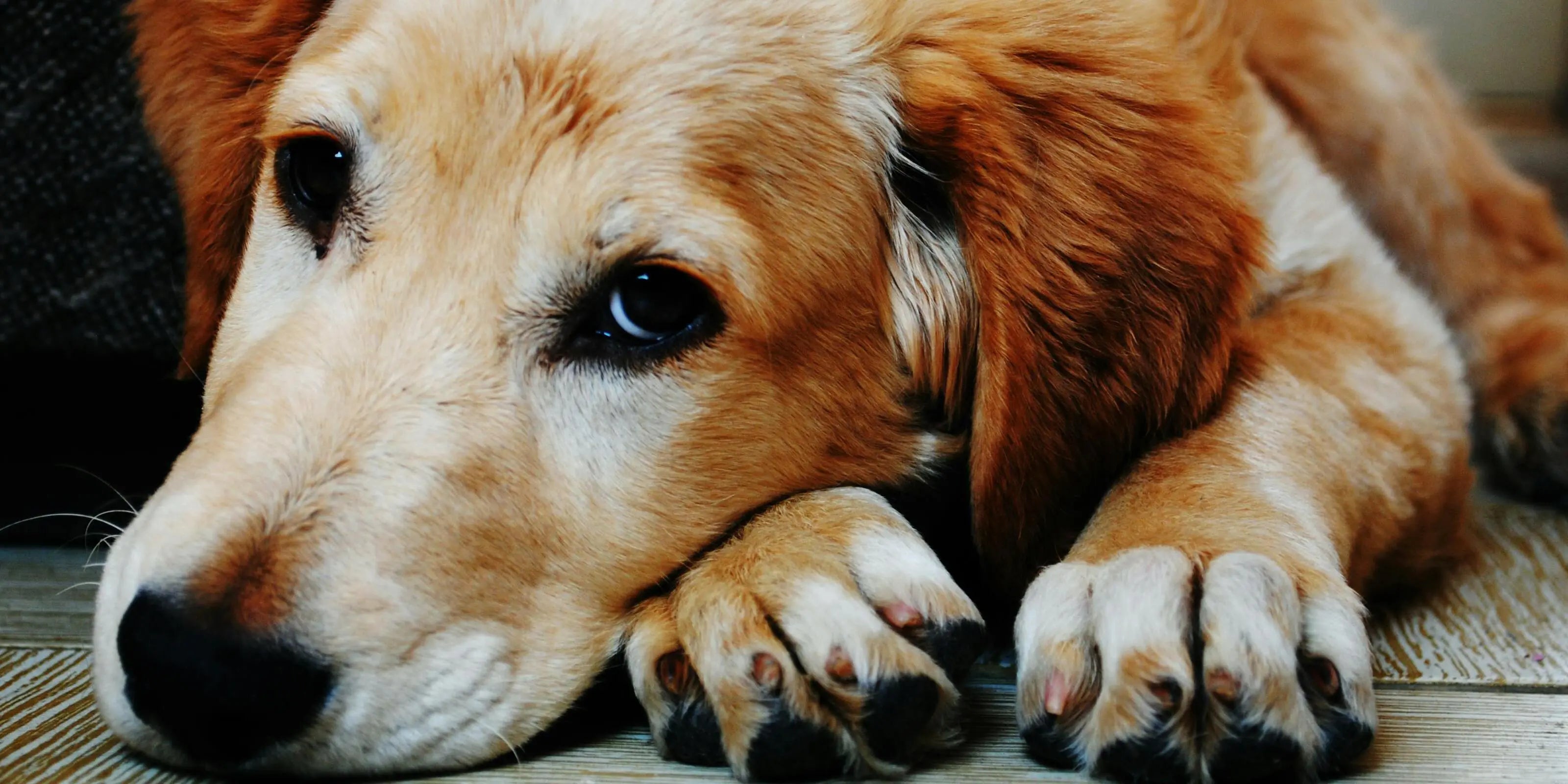 Compléments Alimentaires pour chiens