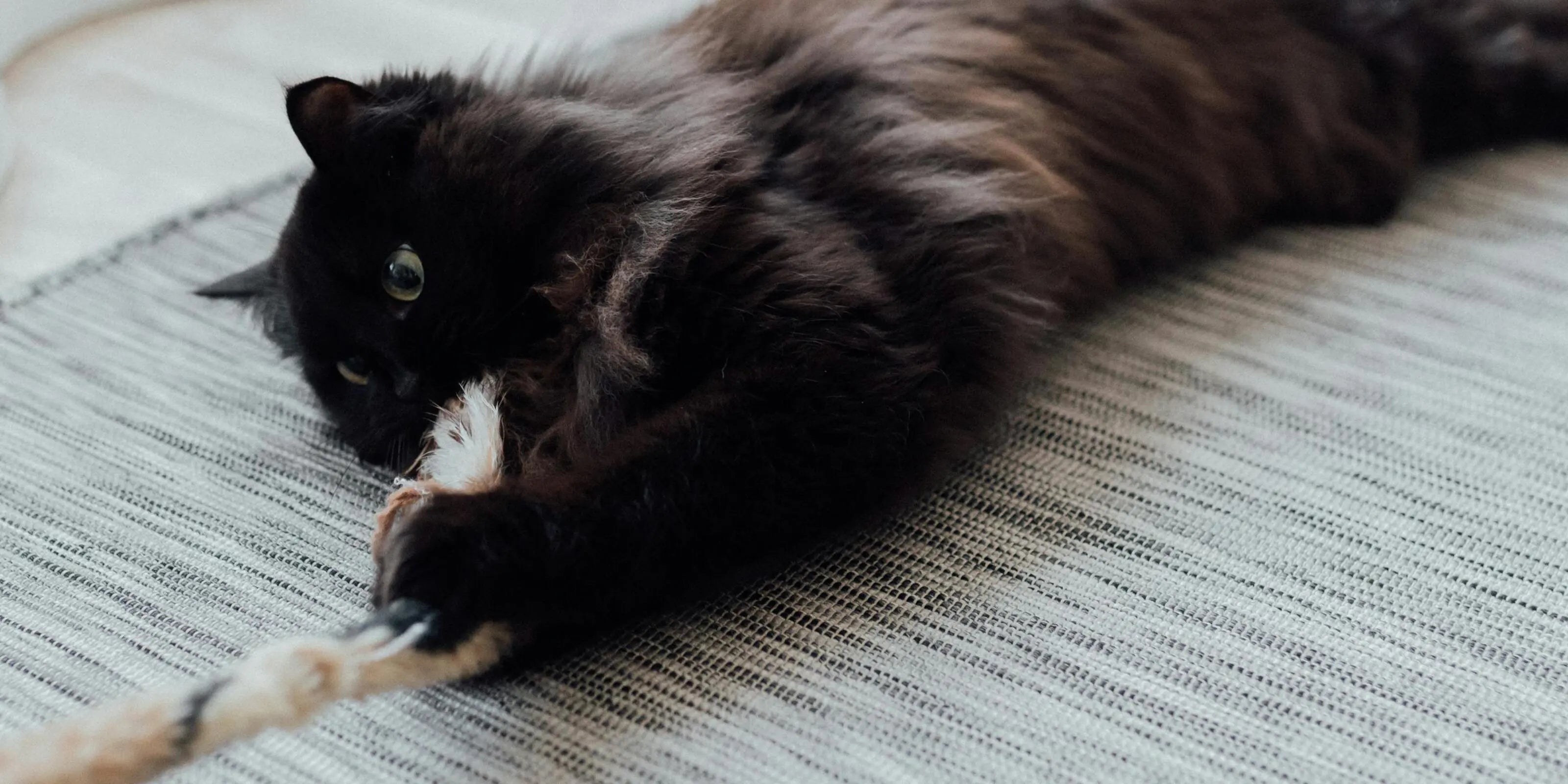 Jouets pour chats