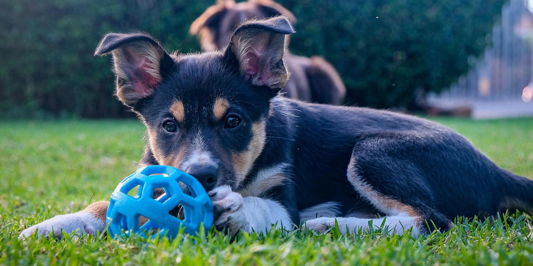 Jouet d'occupation pour chien - Toto - Bleu Ciel