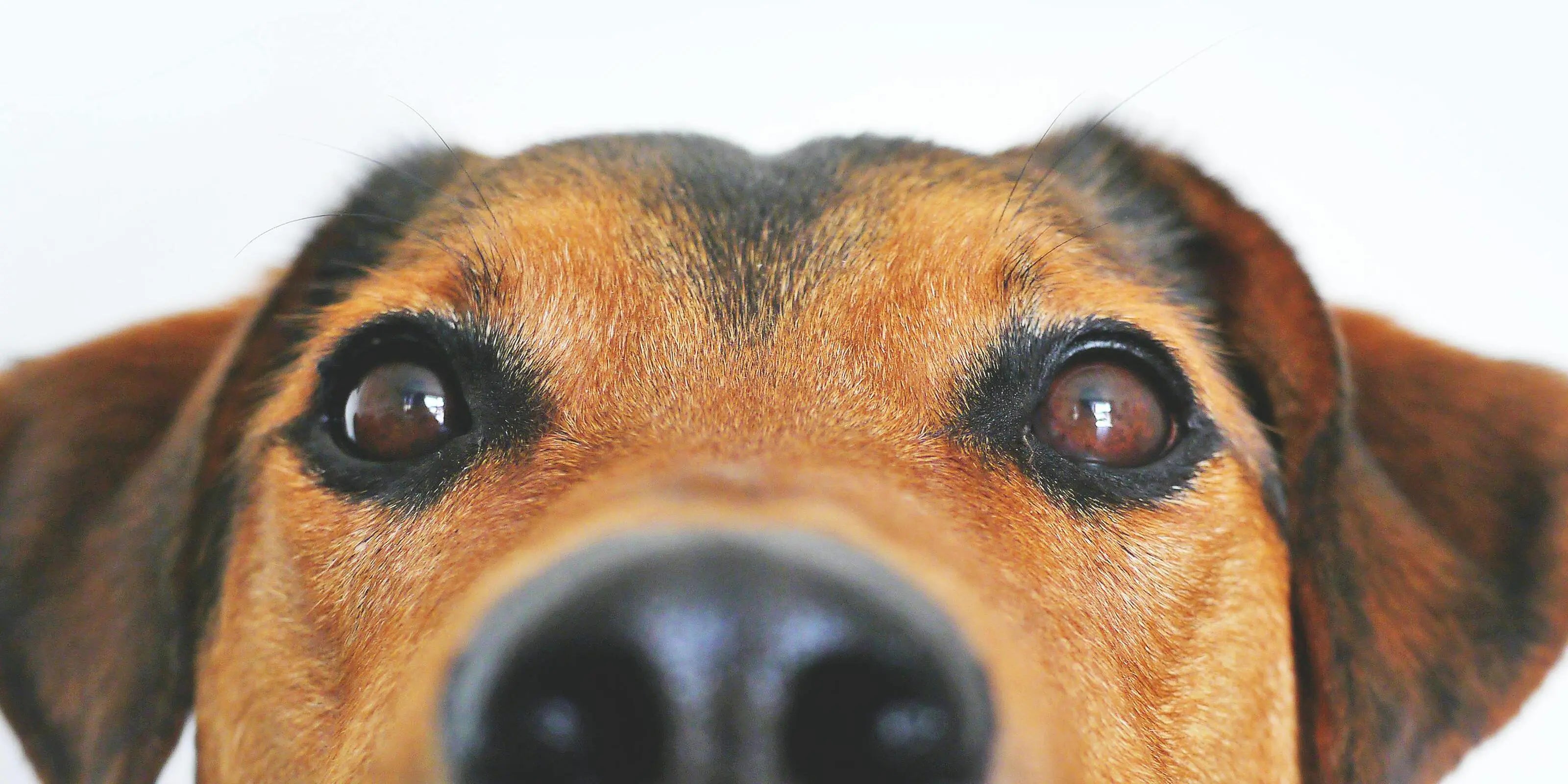 Le Chien