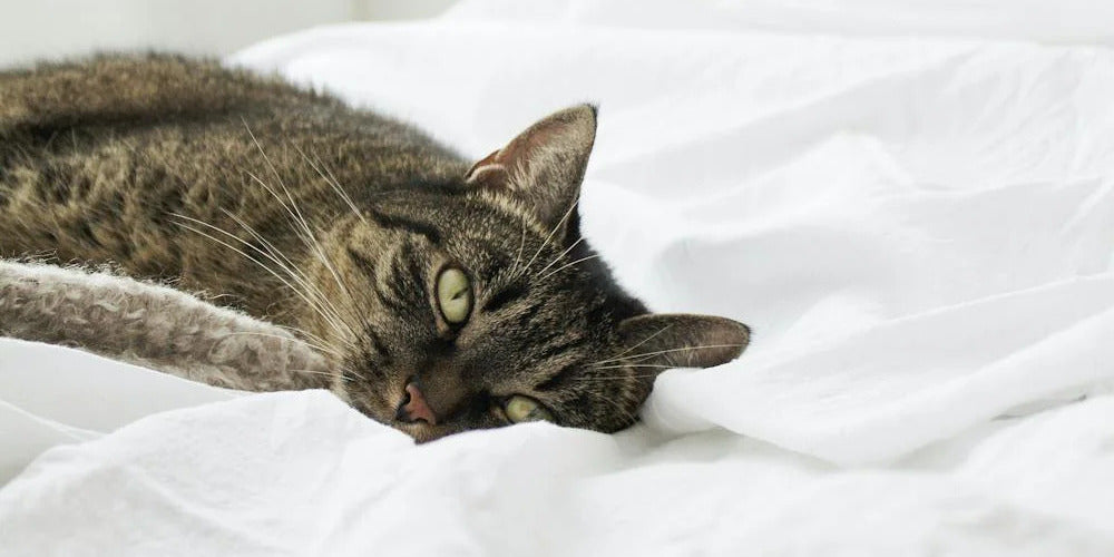 Friandises pour chats