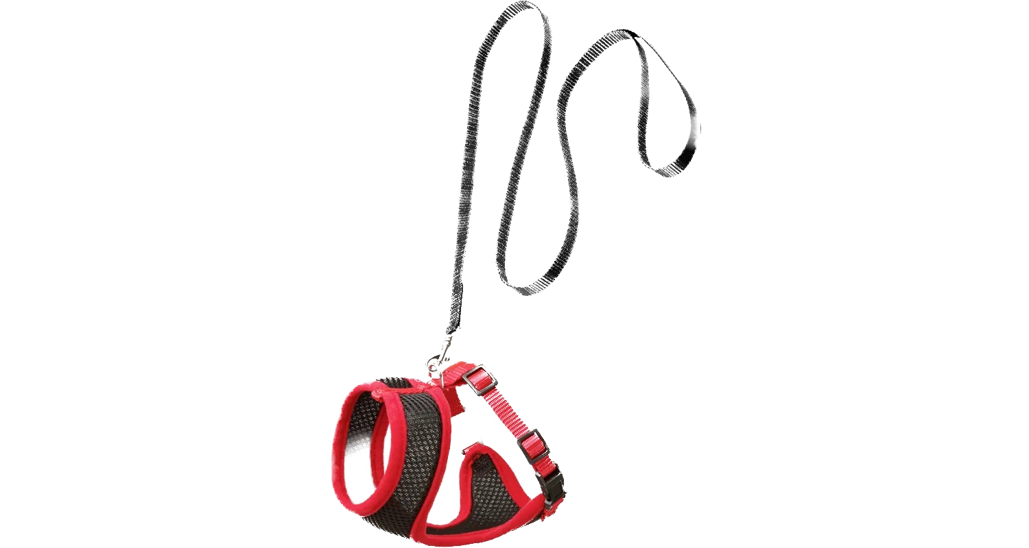 Harnais avec laisse