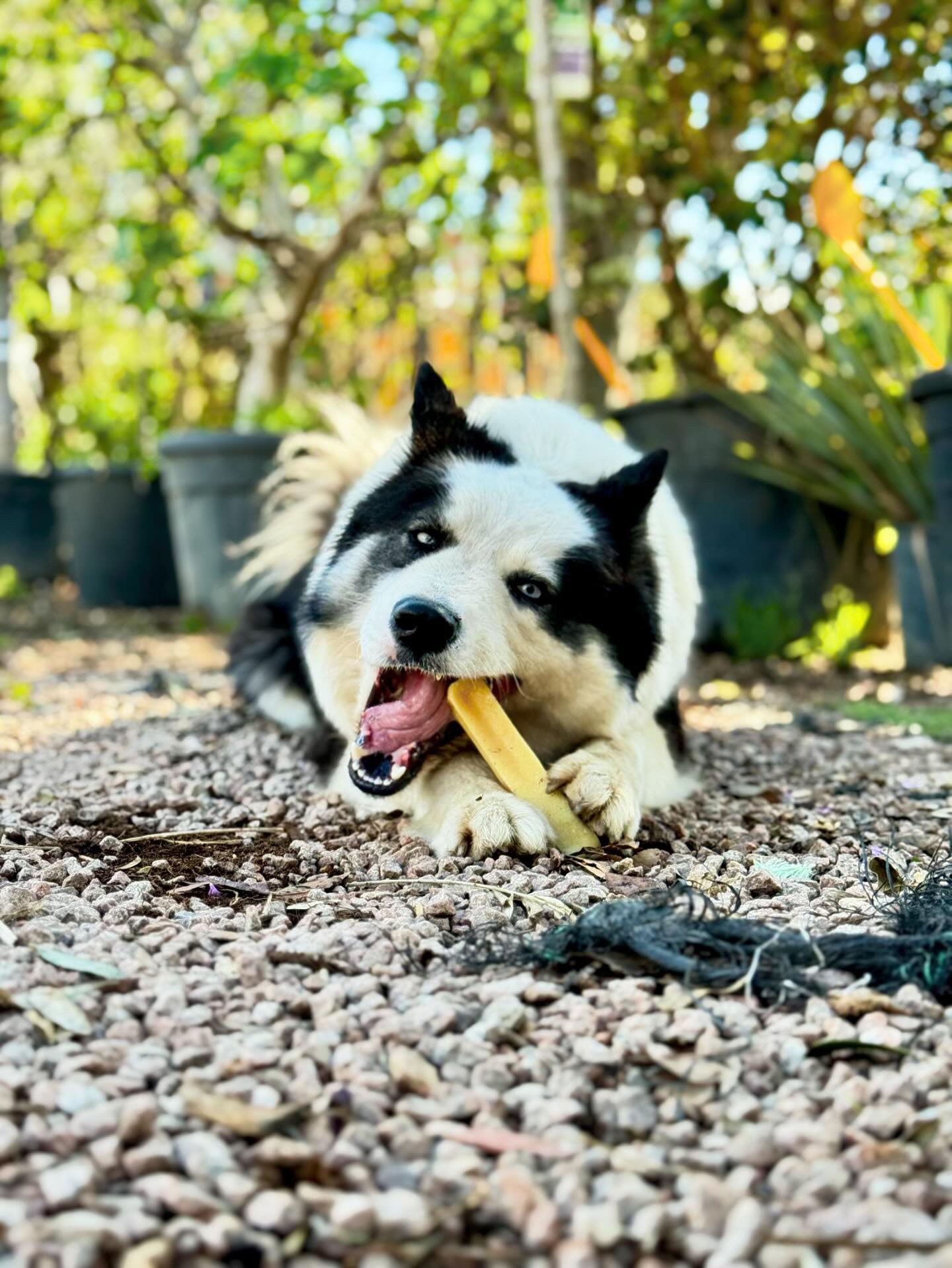 Bâtonnet de fromage de "Yak"