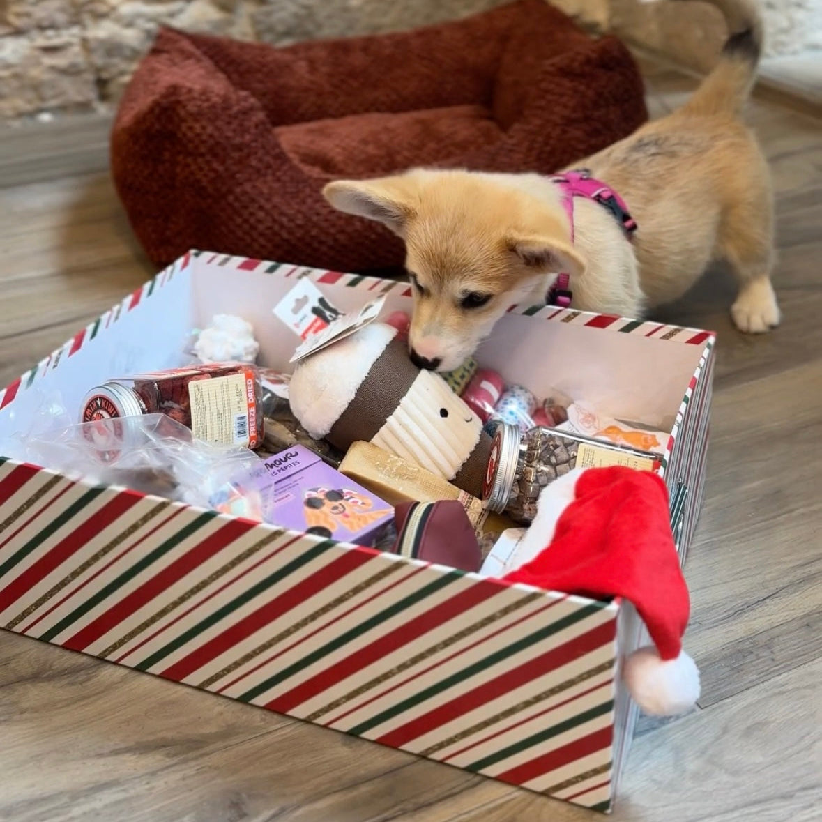 Boîte mystère pour chien et chat : petit corgi qui découvre le contenu de la boîte