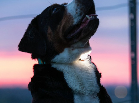 Led pour colliers et harnais - Max & Molly