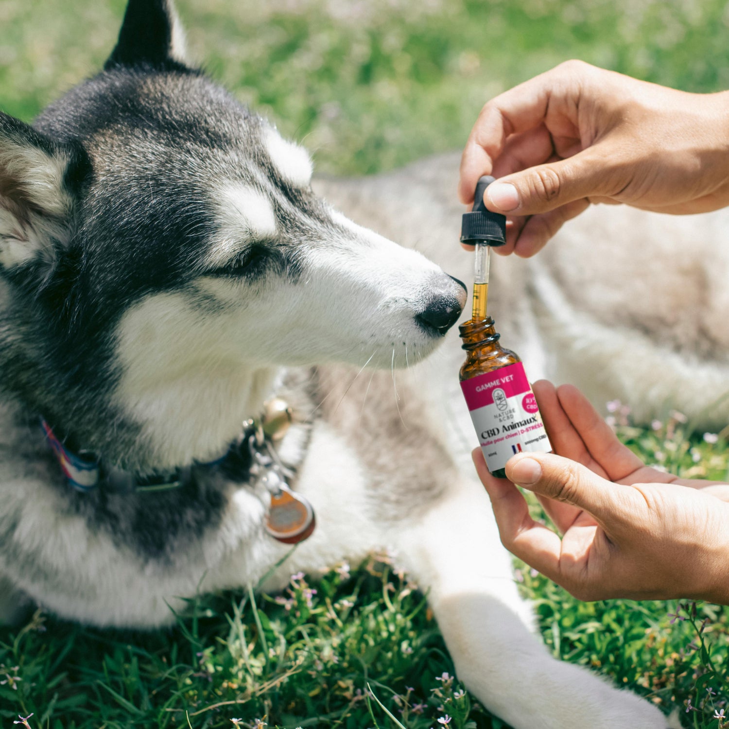 Compléments alimentaires pour chien
