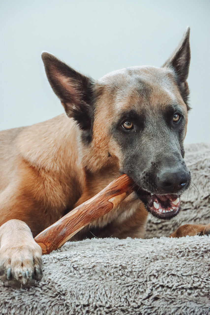 Bois d'olivier à ronger infusé à l'huile de saumon