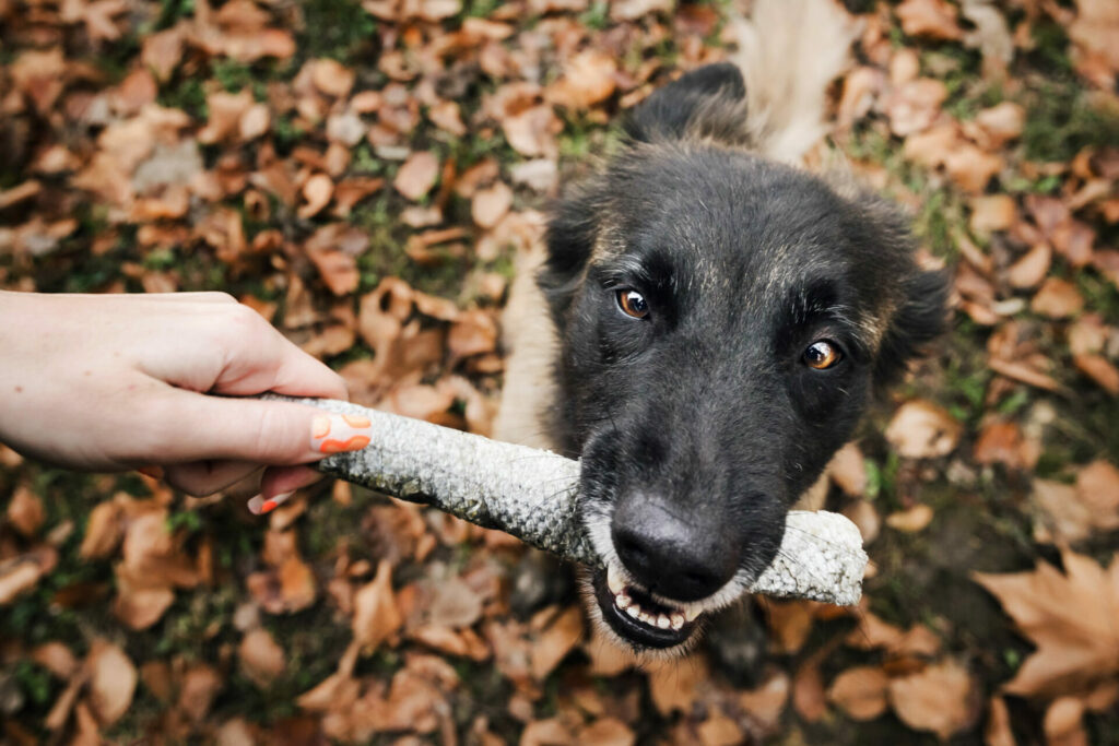 Lanières de peau de Saumon-200gr