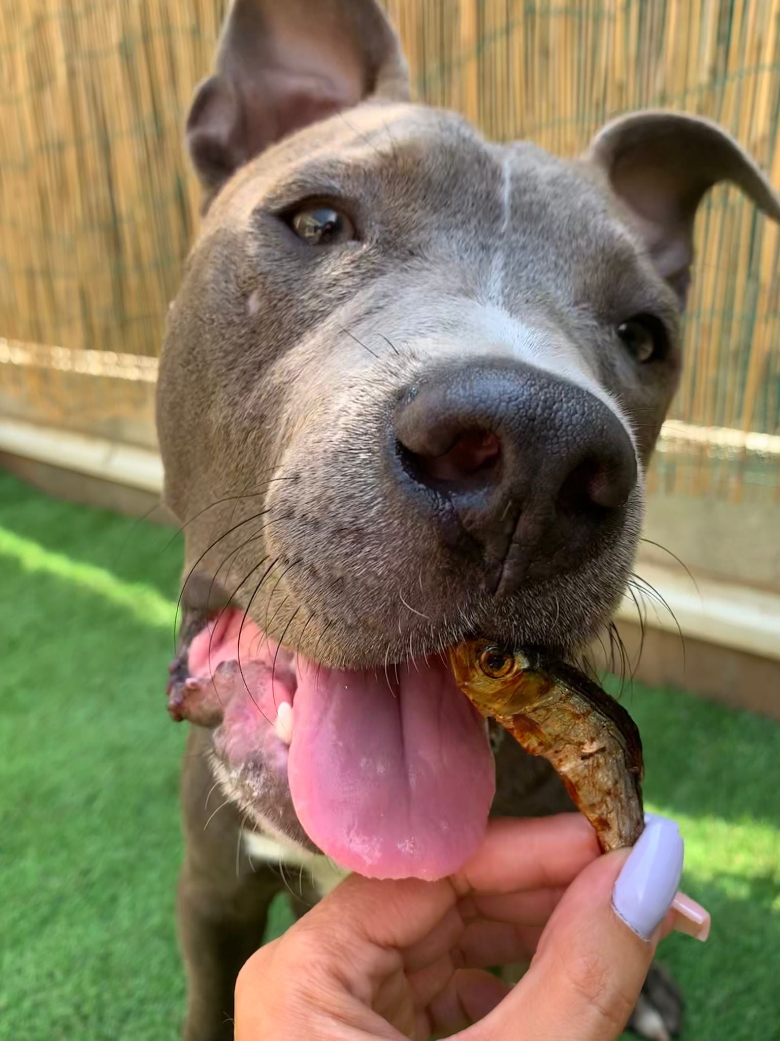 Petits poissons séchés