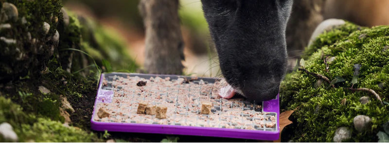 tapis de léchage chien