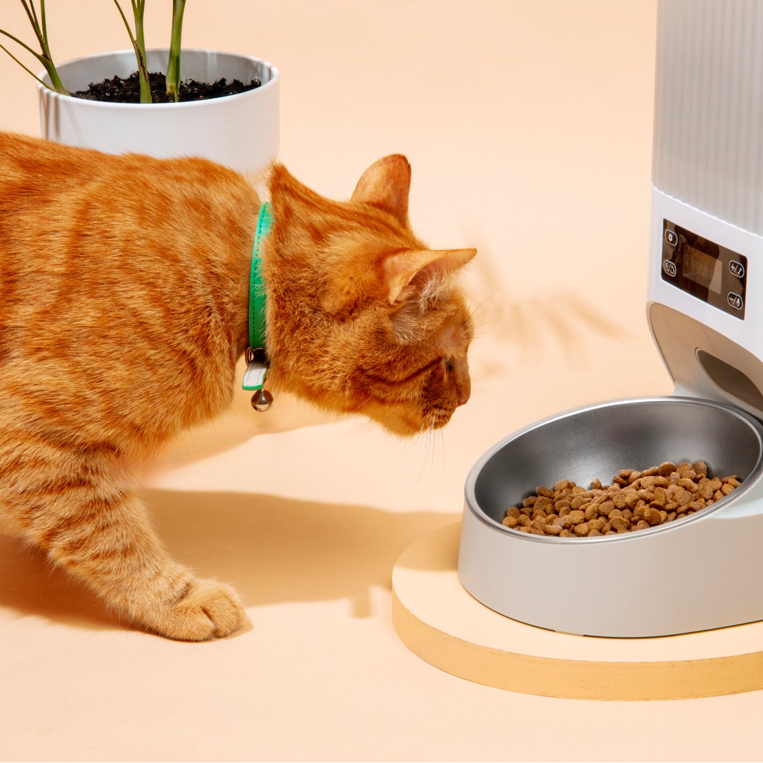 croquettes pour chat