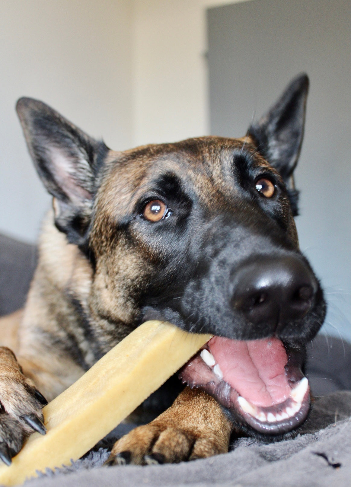 Bâtonnet de fromage de "Yak"