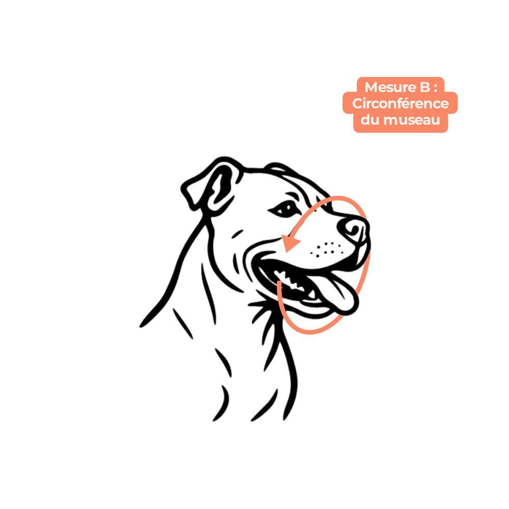 Mesure de la circonference du museau pour l'achat d'une museliere Gappay (mesure B)