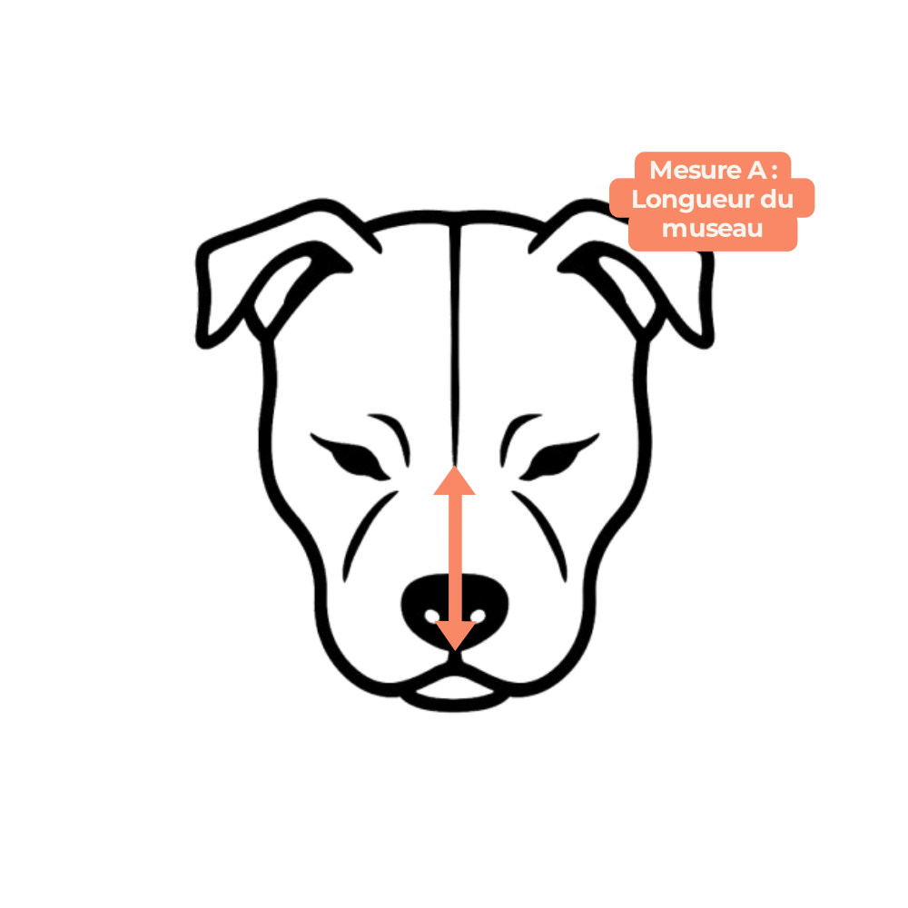Mesure de la longueur du museau pour l'achat d'une muselière de la marque Gappay (Mesure A)