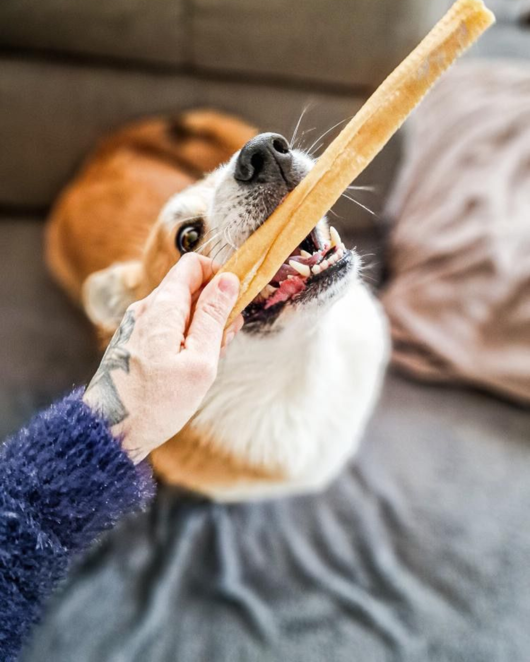 Rouleau de peau de cochon - 50cm