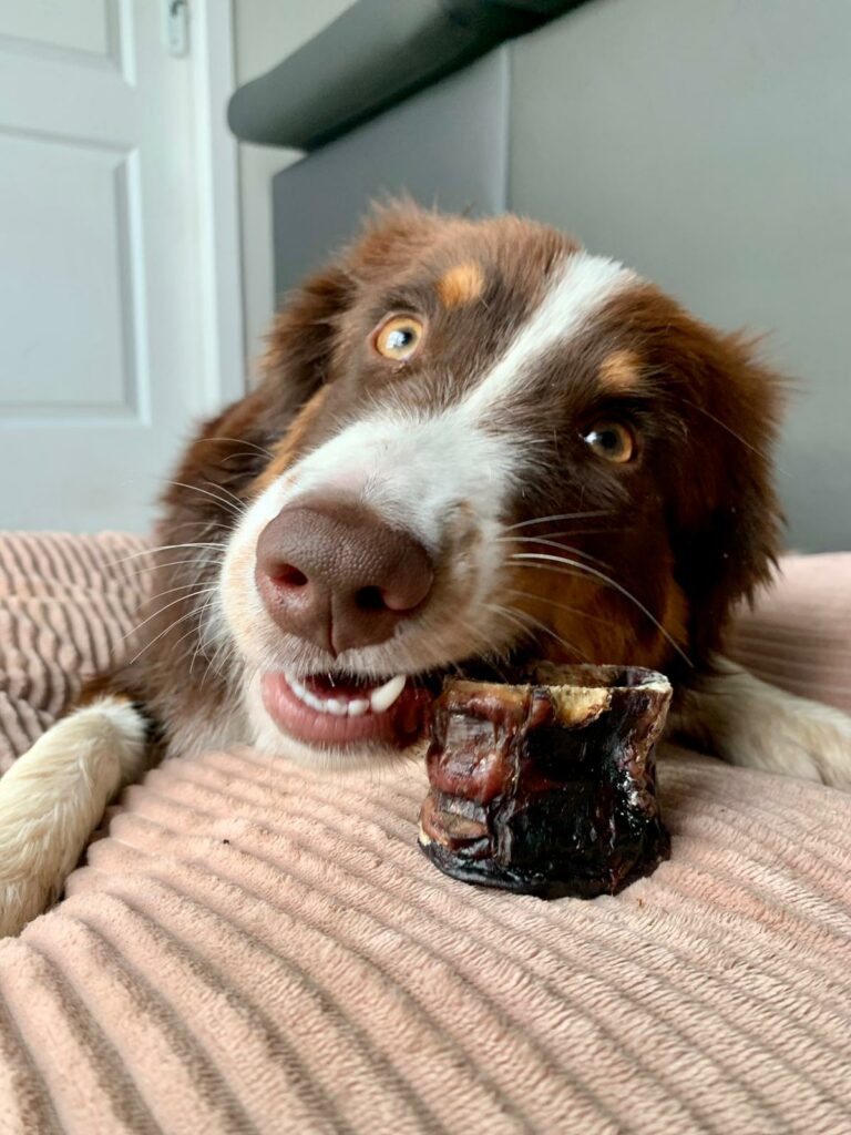 Trachée de boeuf en morceaux - 5cm