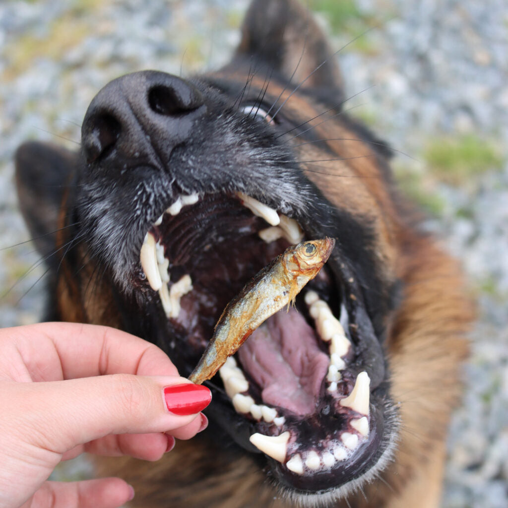 Petits poissons séchés