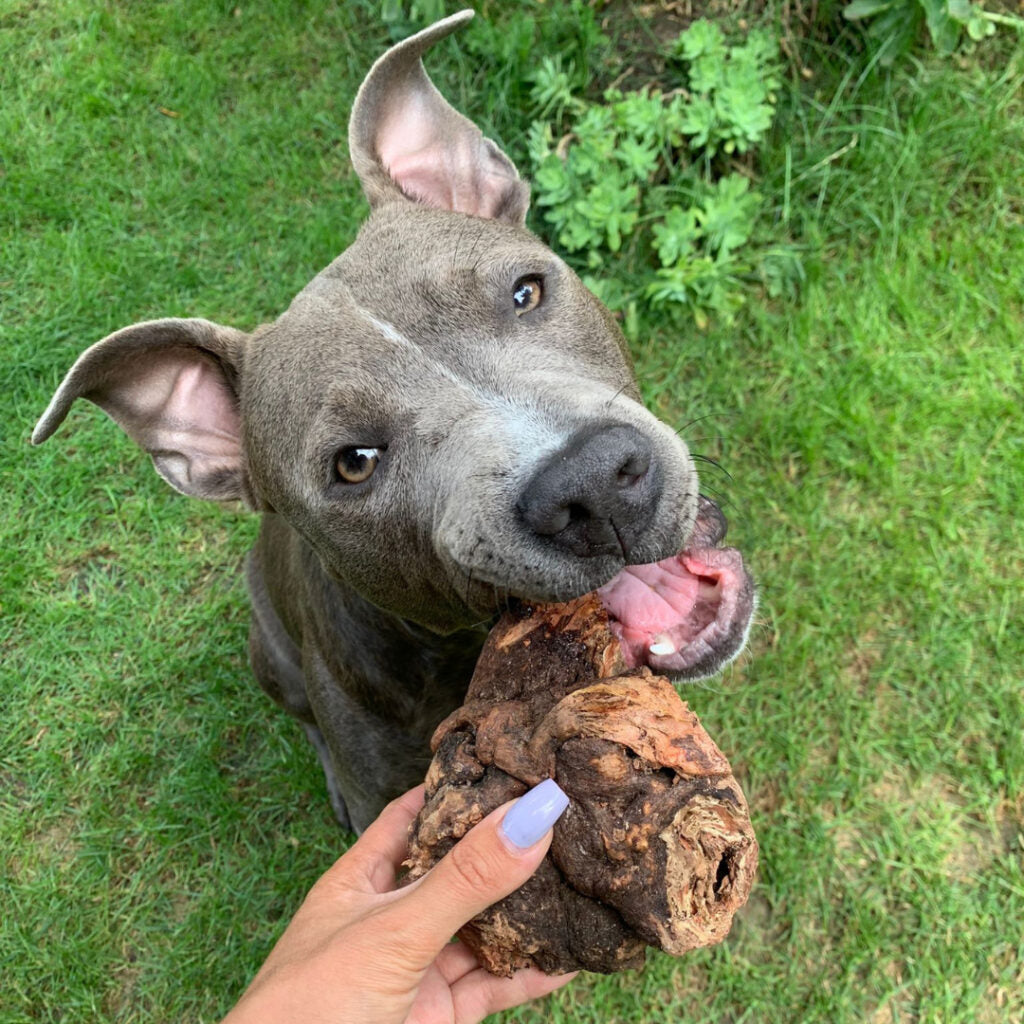 Racines de bruyère infusée à l'huile de saumon