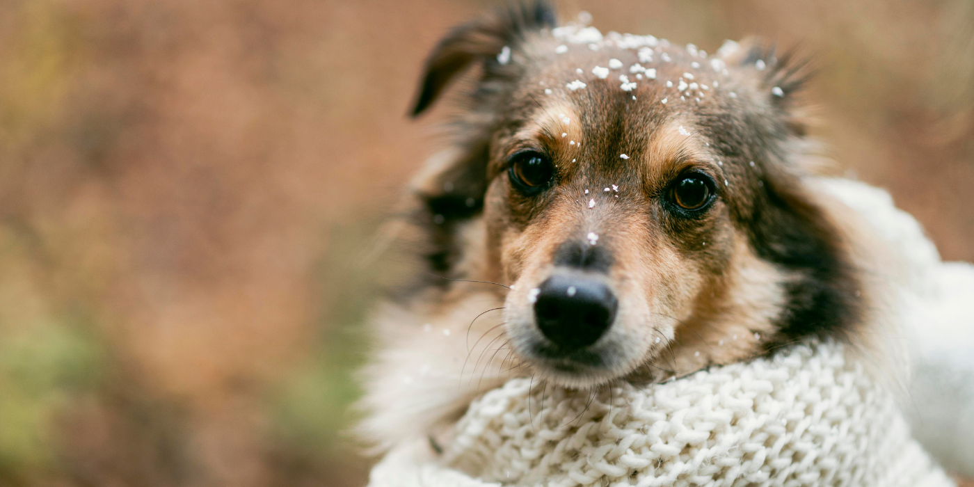 Chien à l'extérieur qui porte une écharpe pour rester au chaud
