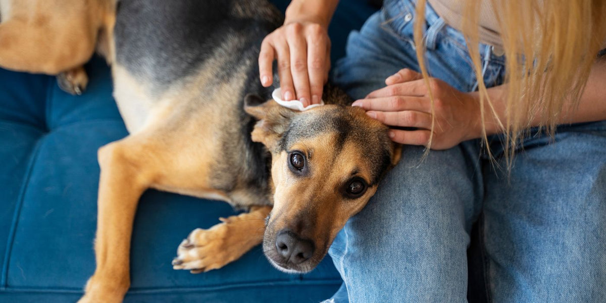 Anti-tique naturel pour chien : guide pour une protection saine et efficace