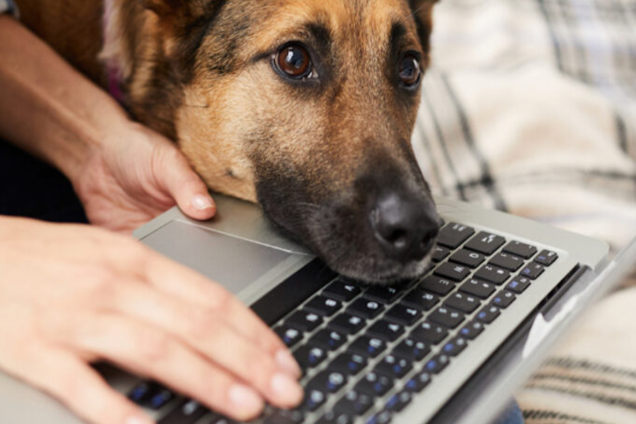 Mon chien s'ennuie...
