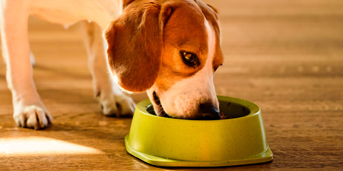 Les clés pour une transition alimentaire réussie chez le chien
