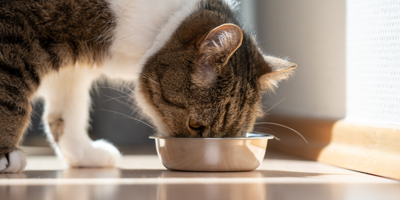Comment choisir la meilleure alimentation pour votre chat en fonction de son âge ?