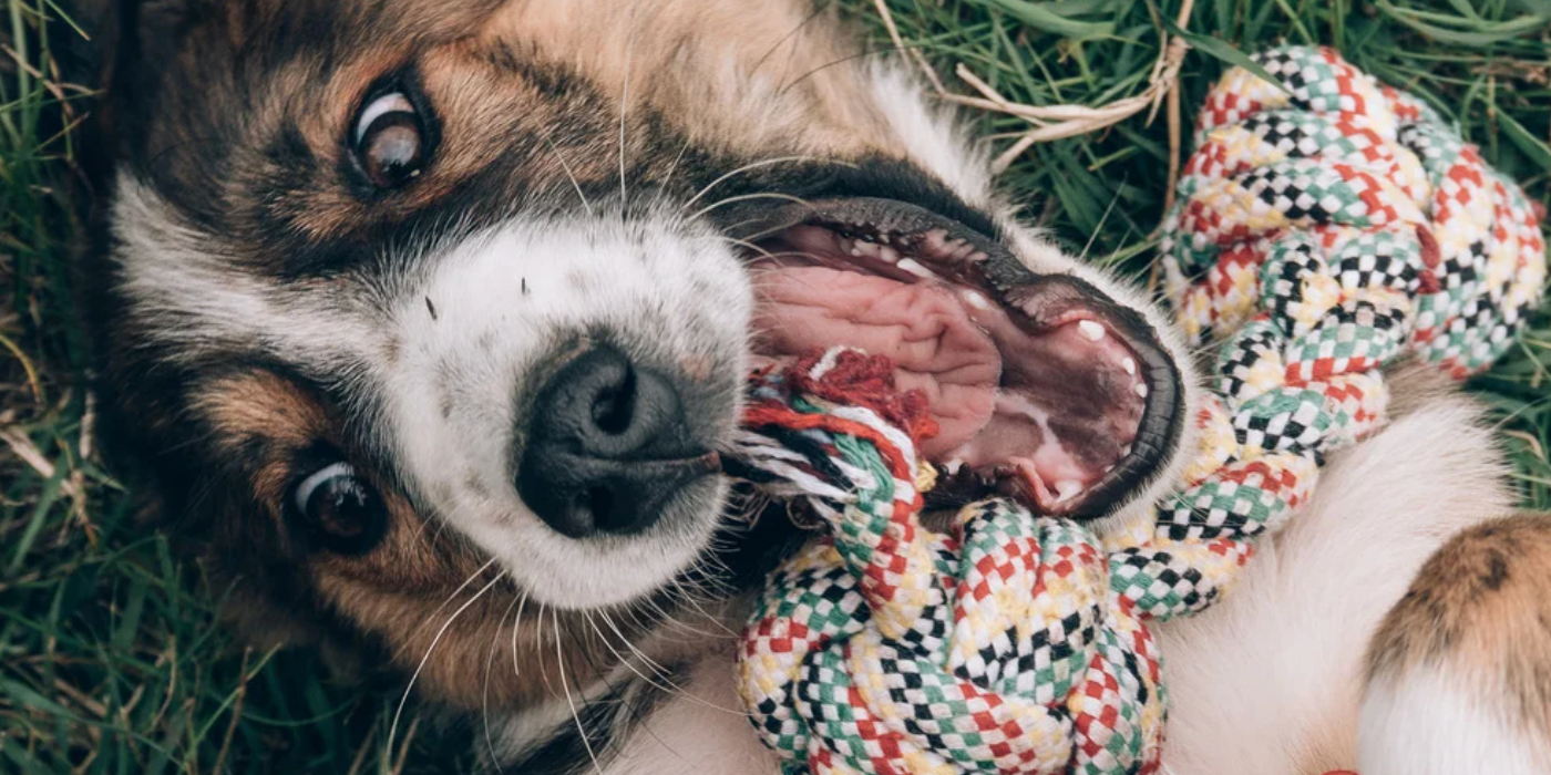 Top 5 des astuces pour garder votre chien en pleine forme