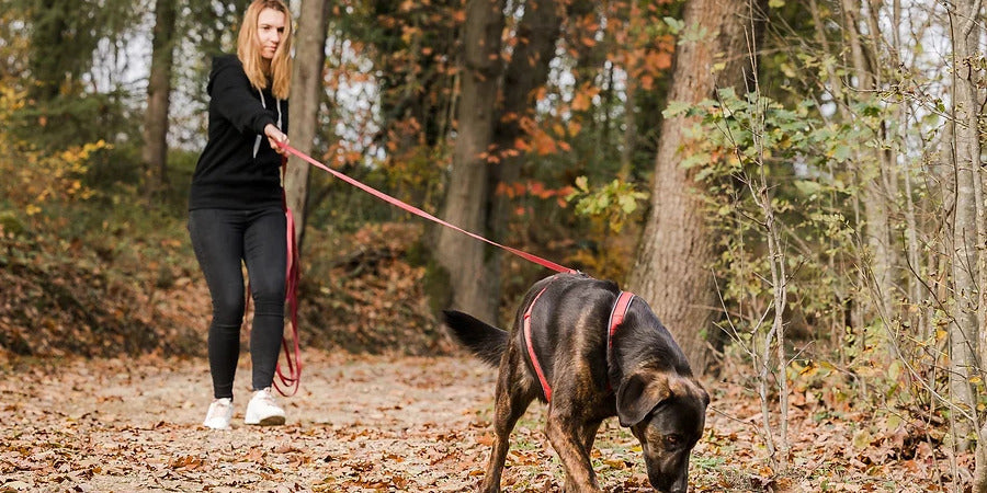 Zoom sur le Mantrailing