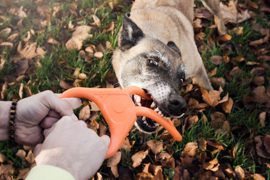 Jouer avec son chien !