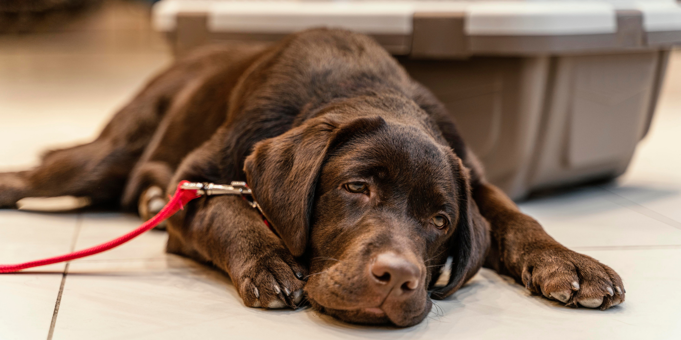 Mon chien mange trop vite : que faire ?