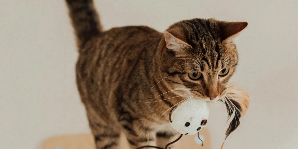 Comment enrichir l'environnement de mon chat ?